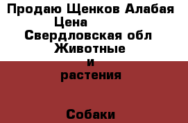 Продаю Щенков Алабая › Цена ­ 5 000 - Свердловская обл. Животные и растения » Собаки   . Свердловская обл.